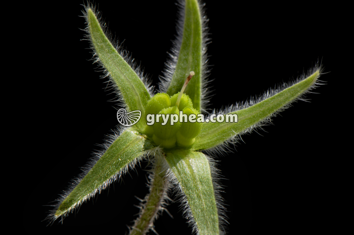 Bourrache officinale - jeune fruit ouvert (Borago officinalis) - gryphea.org